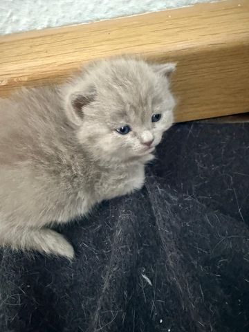 5 süße BKH Kitten suchen ab Anfang September ein neues zu Hause!