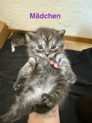 5 süße BKH Kitten suchen ab Anfang September ein neues zu Hause!