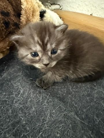 5 süße BKH Kitten suchen ab Anfang September ein neues zu Hause!
