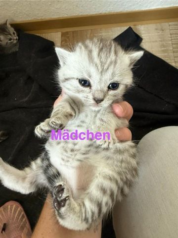 5 süße BKH Kitten suchen ab Anfang September ein neues zu Hause!