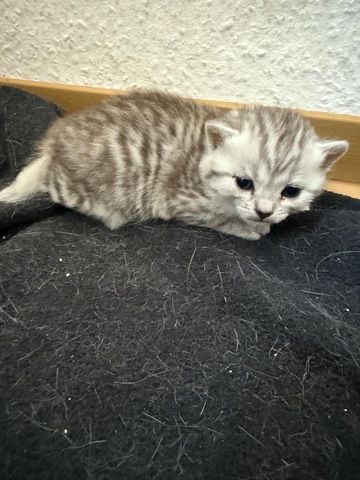 5 süße BKH Kitten suchen ab Anfang September ein neues zu Hause!