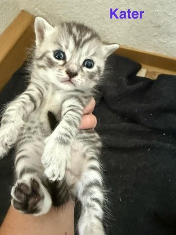 5 süße BKH Kitten suchen ab Anfang September ein neues zu Hause!