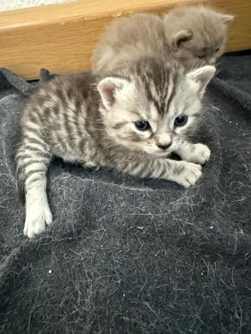 5 süße BKH Kitten suchen ab Anfang September ein neues zu Hause!