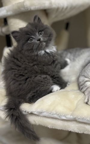 BKH kitten