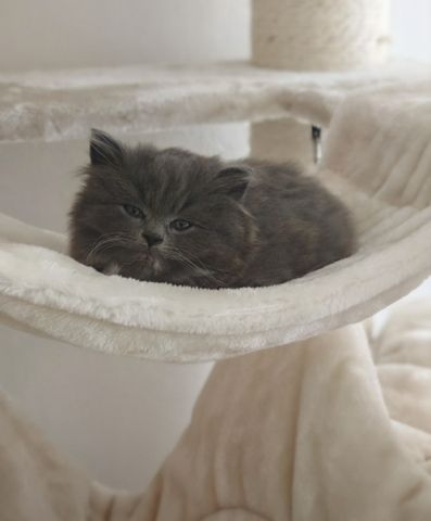BKH kitten