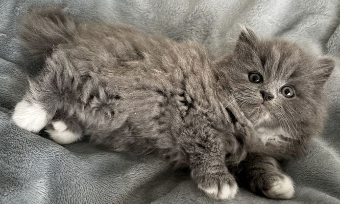 BKH kitten