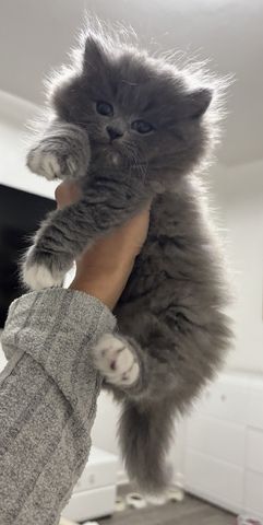 BKH kitten
