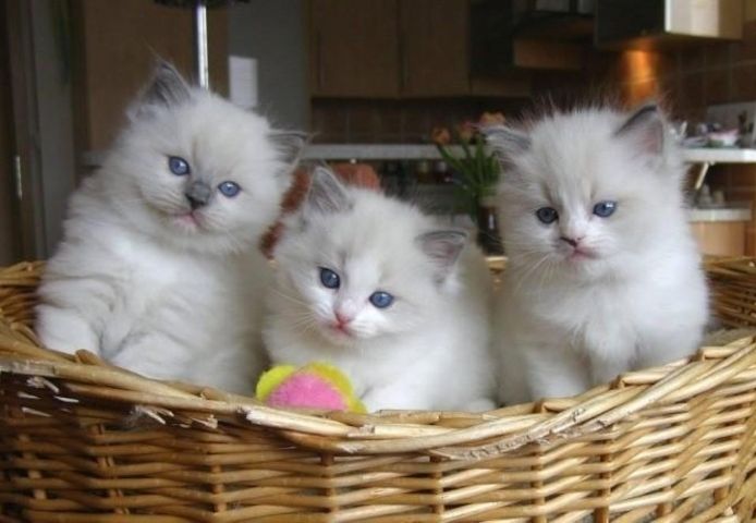 Rasse: Reinrassige Ragdoll-Kätzchen