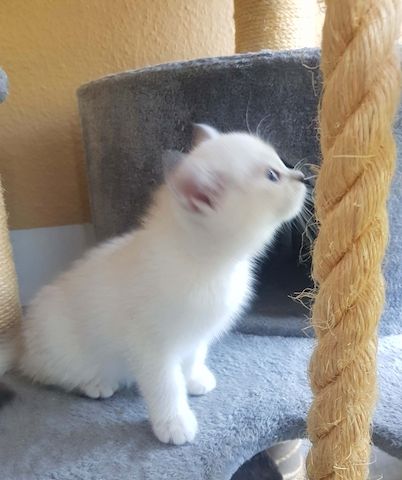 verschmuste süße BKH Kitten, Britisch Kurzhaar creme chocolate point, blaue Augen