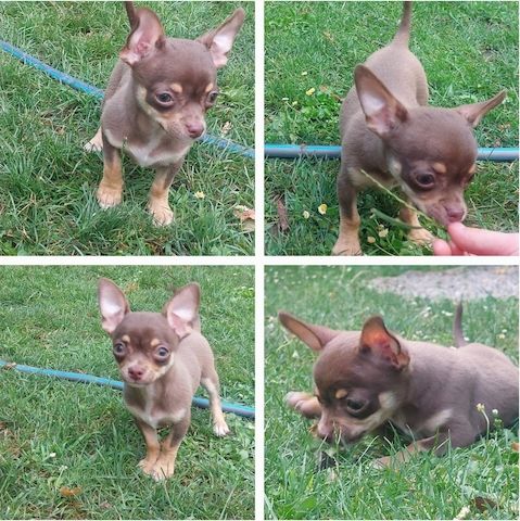 Chihuahua Welpen, männlich und weiblich