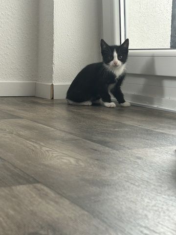 Kitten zu verkaufen