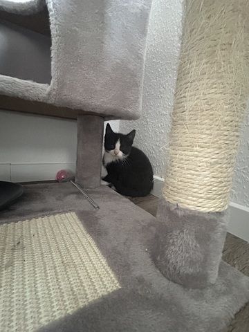 Kitten zu verkaufen