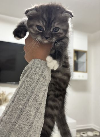 BKH kitten