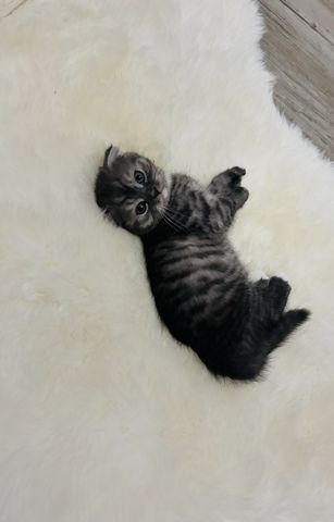 BKH kitten