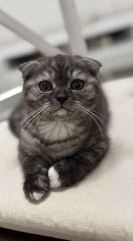 BKH kitten