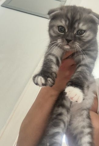 BKH kitten