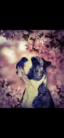 Bulldogge mix rüde