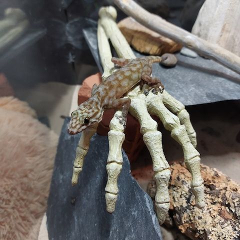 Fächerfingergecko