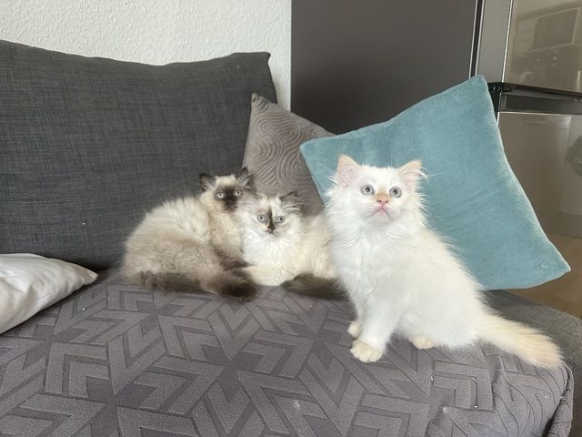 Ragdoll Kitten Katzen