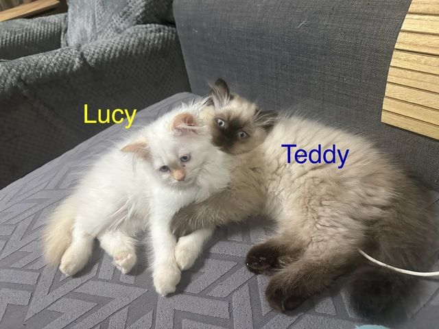 Ragdoll Kitten Katzen