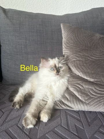Ragdoll Kitten Katzen