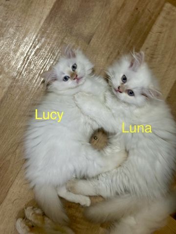 Ragdoll Kitten Katzen