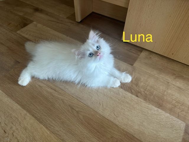 Ragdoll Kitten Katzen