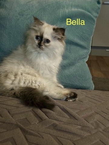 Ragdoll Kitten Katzen