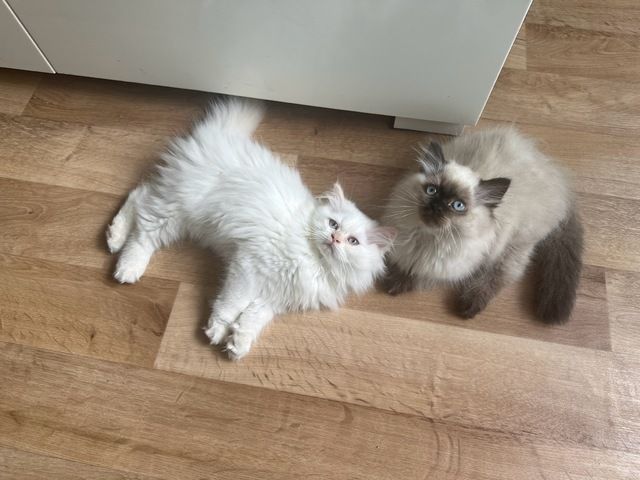 Ragdoll Kitten Katzen