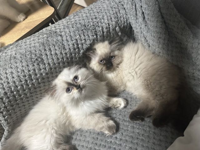 Ragdoll Kitten Katzen