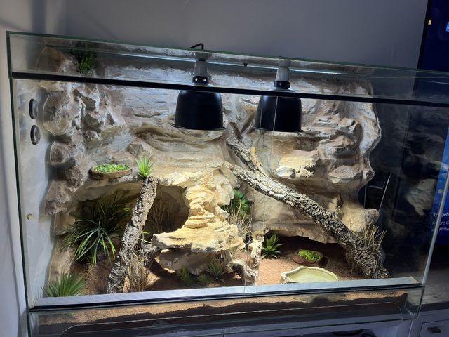 Zwergbartagame mit Terrarium