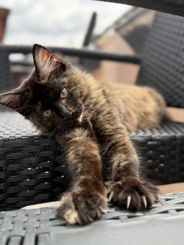 Reinrassige Maine-Coon Katze, sehr verschmust, in liebevolle Hände abzugeben