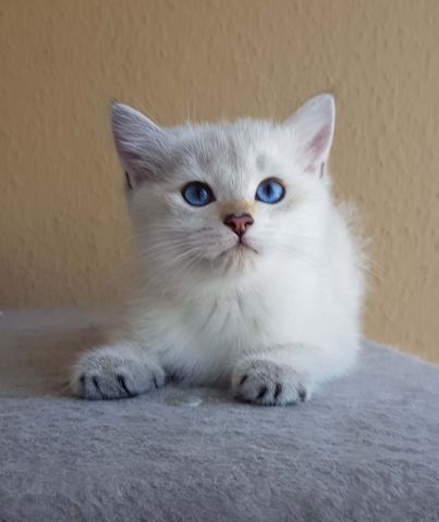 verschmuste süße BKH Kitten, Britisch Kurzhaar creme chocolate point, blaue Augen