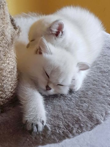 verschmuste süße BKH Kitten, Britisch Kurzhaar creme chocolate point, blaue Augen