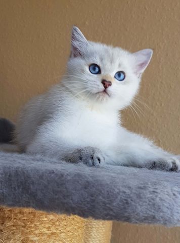 verschmuste süße BKH Kitten, Britisch Kurzhaar creme chocolate point, blaue Augen