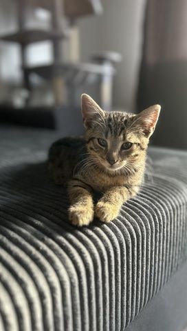 Kitten zu verkaufen