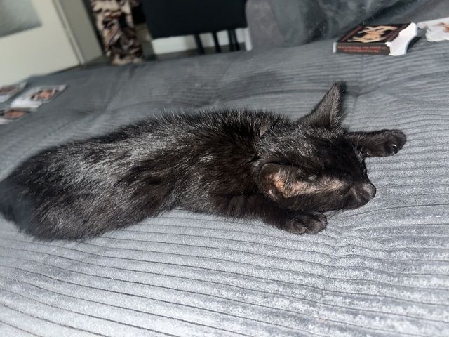 Kitten zu verkaufen