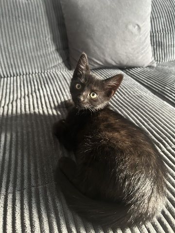 Kitten zu verkaufen