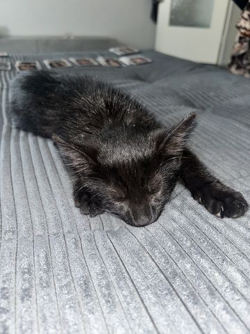 Kitten zu verkaufen