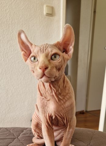 Sphynx Kitten