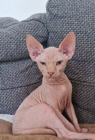 Sphynx Kitten