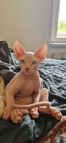 Sphynx Kitten
