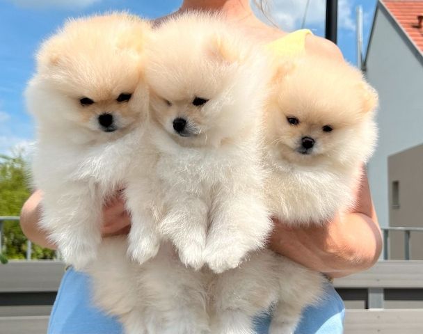 Pomeranian-Welpen suchen ein neues Zuhause