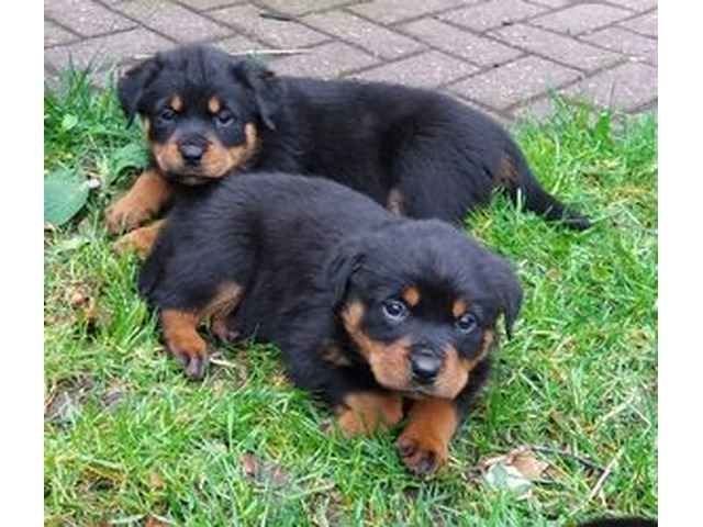 Rottweiler-Welpen zu verkaufen