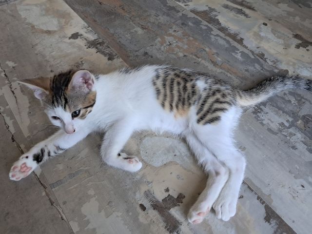 Bengal-Mix-Kitten