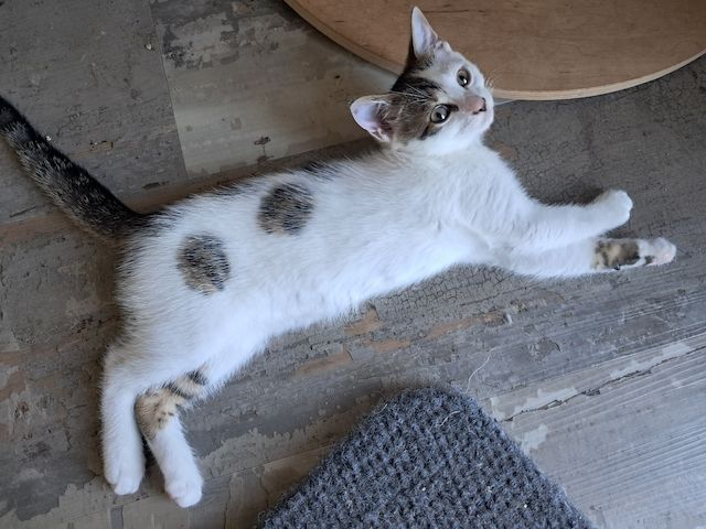 Bengal-Mix-Kitten
