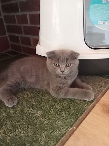 BKH  Kitten 