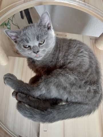 BKH  Kitten 
