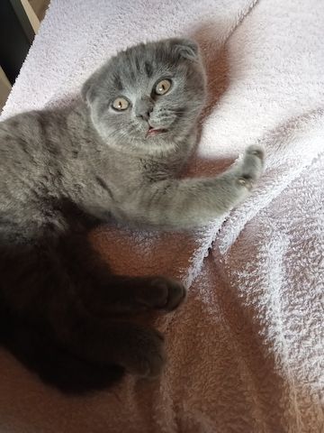BKH  Kitten 