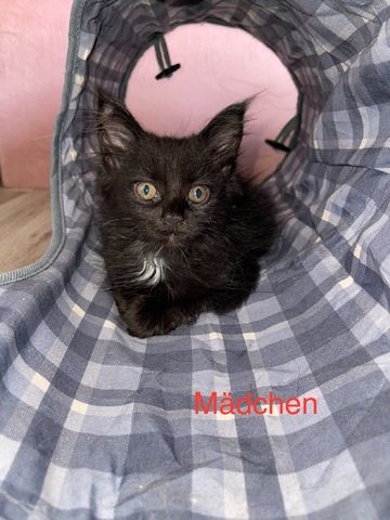 Maine Coon Kitten